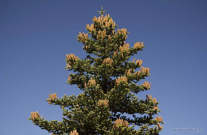 ����� ������������� ��� ����� ��������� (Abies cephalonica)