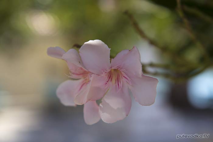   (Nerium oleander),   (Apocynaceae).