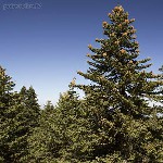 :      (Abies cephalonica)