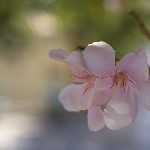 Фото: Олеандр обыкновенный (Nerium oleander), семейство Кутровые (Apocynaceae).