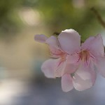 :   (Nerium oleander),   (Apocynaceae).