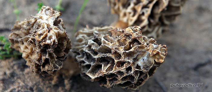 . .  — Morchella sp.