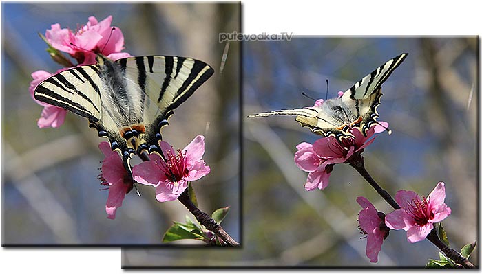 . .  (Iphiclides podalirius).