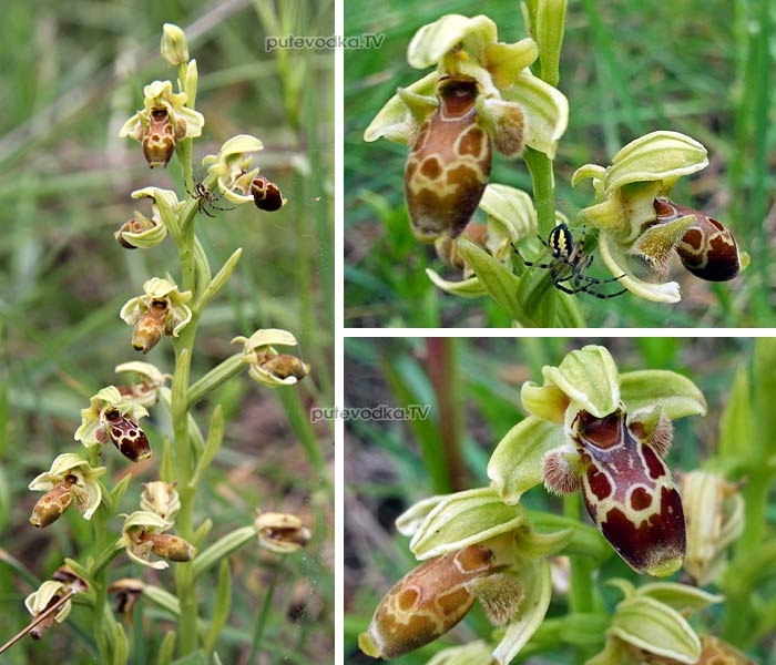   (Ophrys umbilicata,  Orchidaceae)