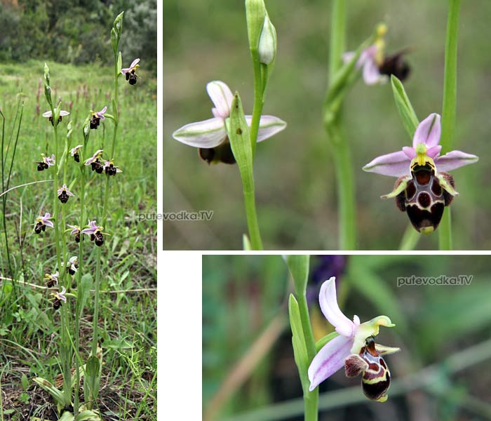   (Ophrys oestrifera,  Orchidaceae)