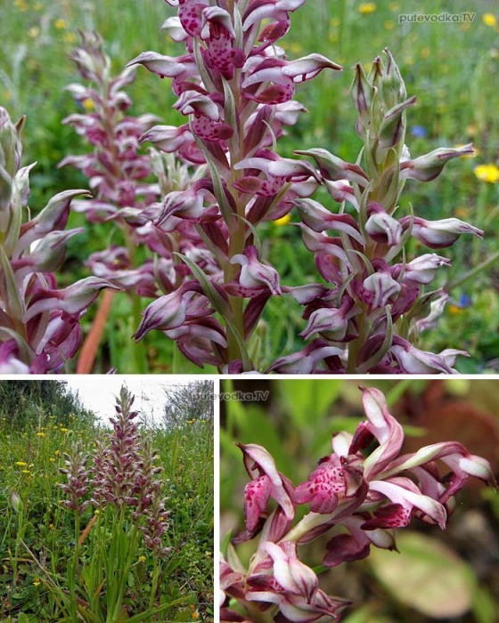   (Orchis fragrans,  Orchidaceae)