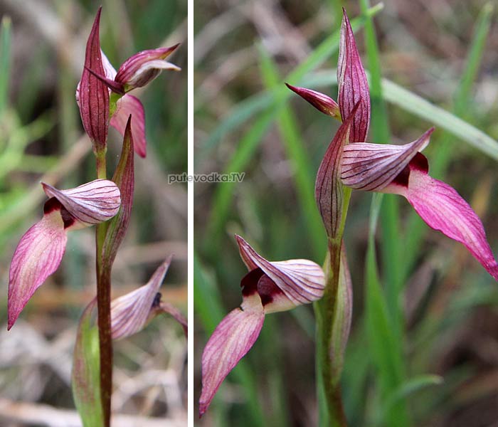   (Serapias lingua,  Orchidaceae)