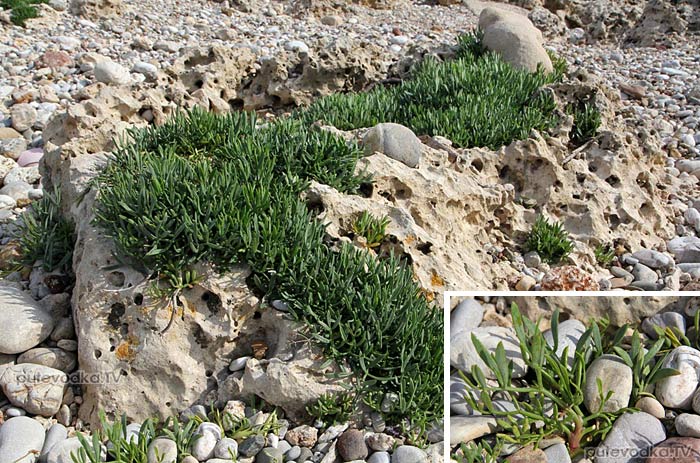   (Crithmum maritimum),    (Apiaceae)