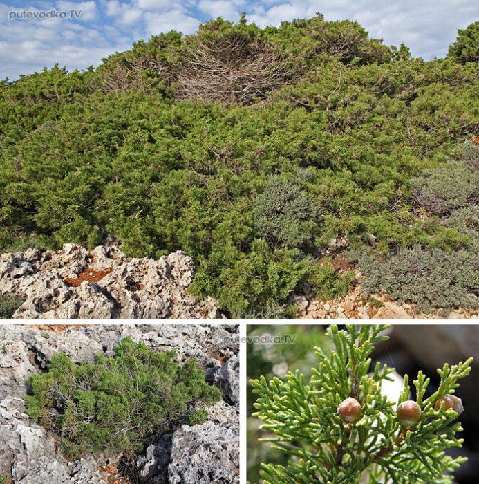  (Juniperus phoenicea),   (Cupressaceae)