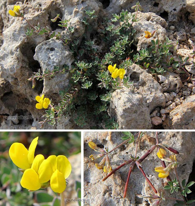      (Lotus creticus),   (Fabaceae)