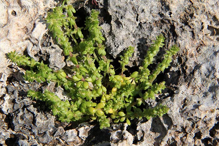   (Valantia muralis),   (Rubiaceae)