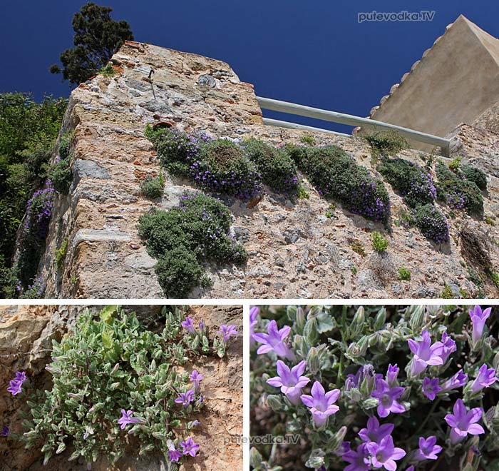 Campanula andrewsii,   (Campanulaceae)