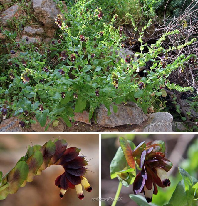   (Cerinthe retorta),   (Boraginaceae)