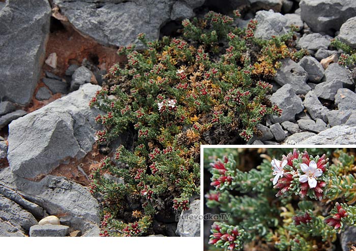   (Frankenia hirsuta),   (Frankeniaceae)