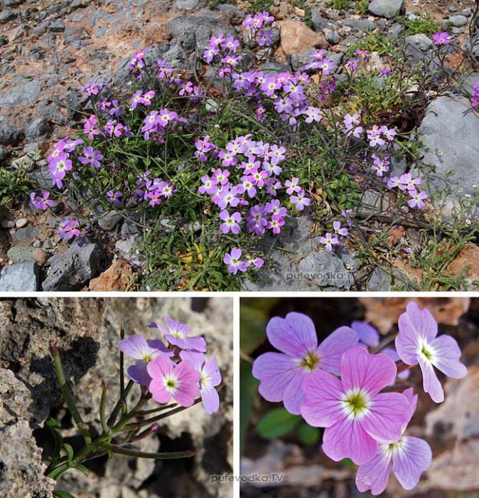     (Malcolmia),     (Brassicaceae)