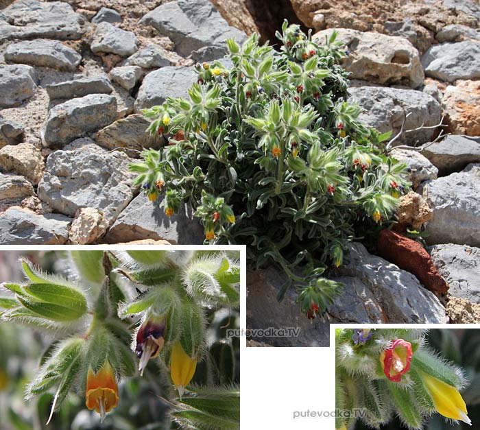   (Onosma frutescens),   (Boraginaceae)