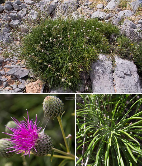 Ptilostemon chamaepeuce,   (Asteraceae)