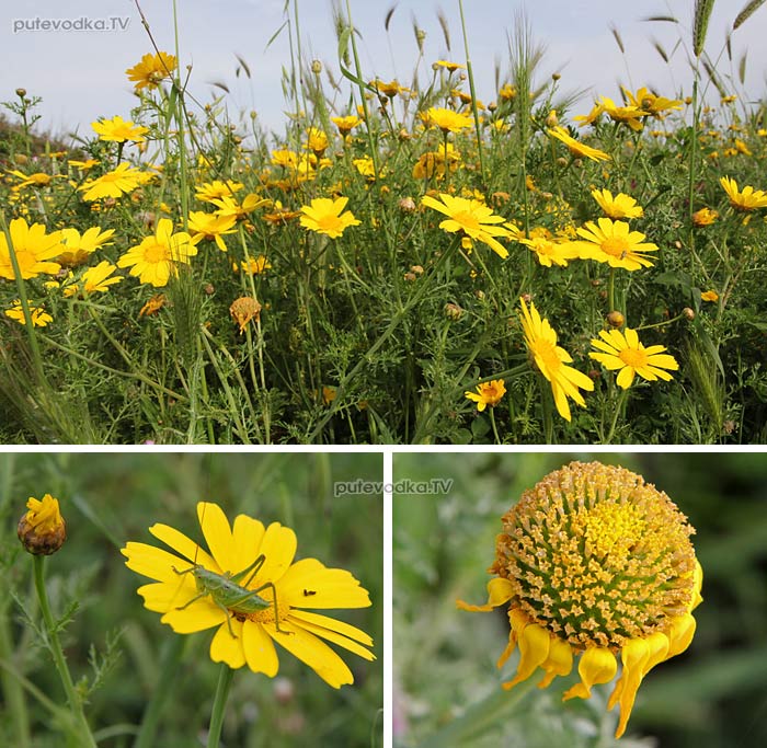     ,   —   (Chrysanthemum coronarium) —       (Asteraceae).