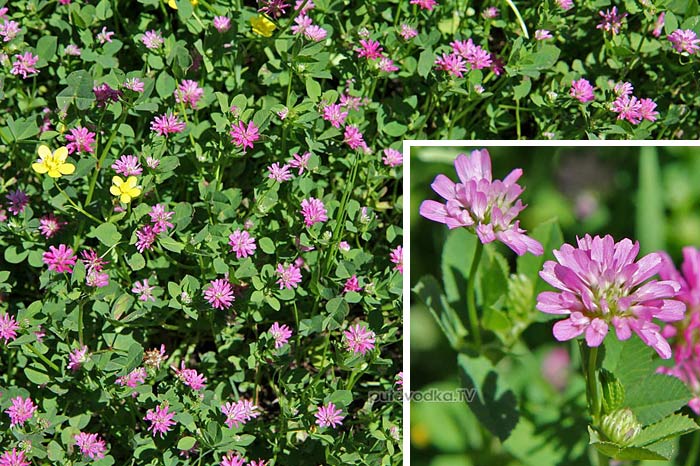      (Amoria resupinata) —       (Fabaceae).