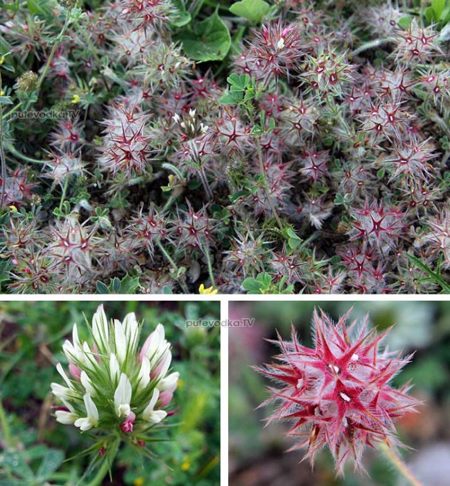   (Trifolium stellatum) —       (Fabaceae).