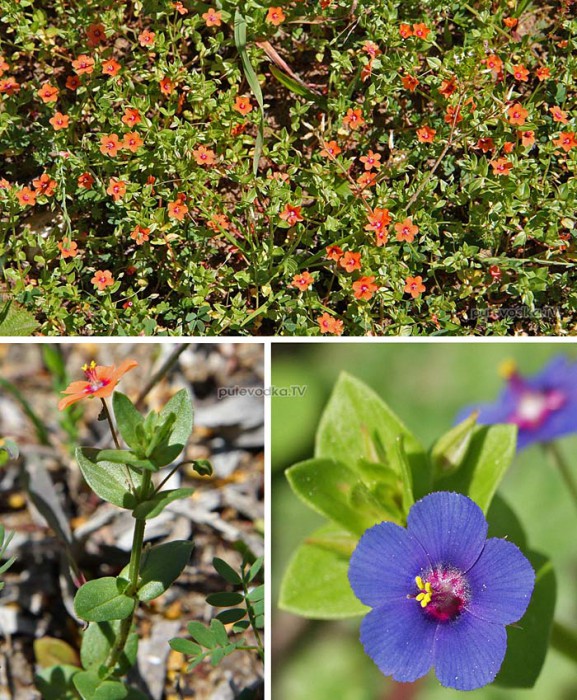    (Anagallis arvensis) —       (Primulaceae).