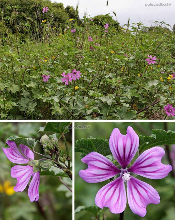      (Malva erecta) — -        (Malvaceae).