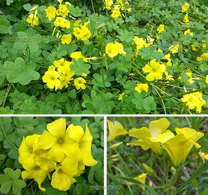   (Oxalis pes-caprae) —       (Oxalidaceae).