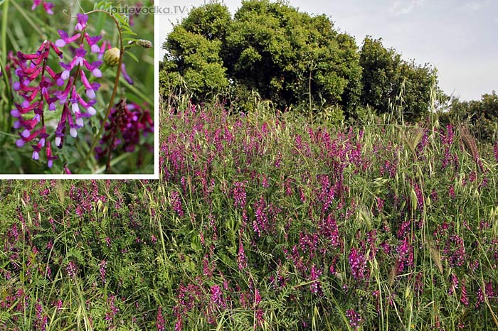      (Vicia varia) —        (Fabaceae).