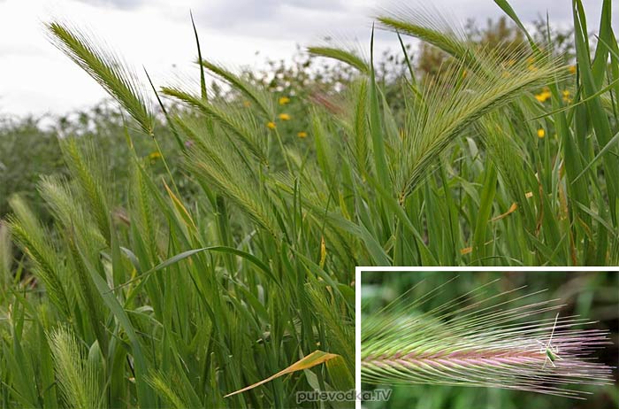   (Hordeum murinum) —         (Poaceae).