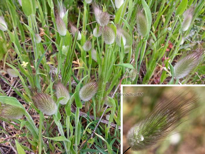   (Lagurus ovatus) —          (Poaceae).