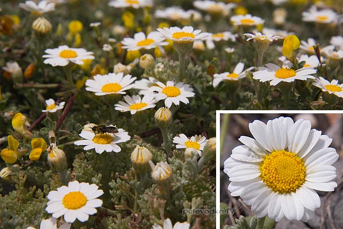   (Anthemis tomentosa) —       (Asteraceae).