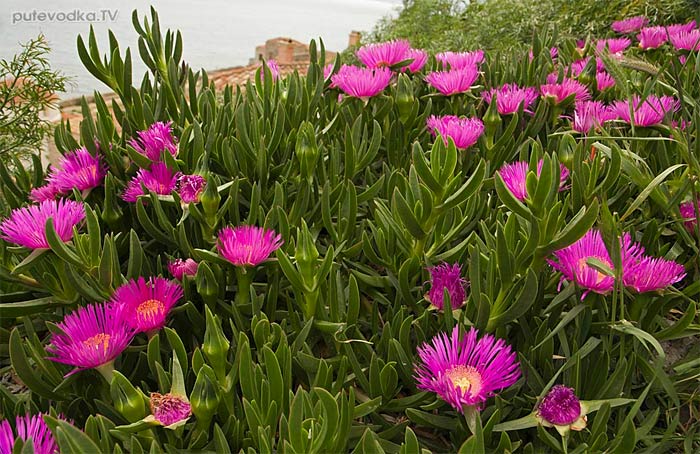   (Carpobrotus acinaciformis) —       (Aizoaceae).