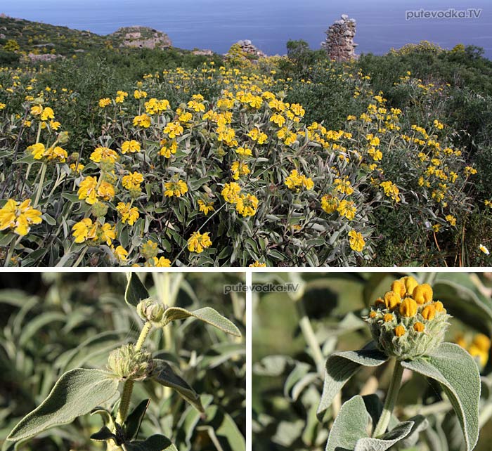   (Phlomis fruticosa) —         (Lamiaceae).