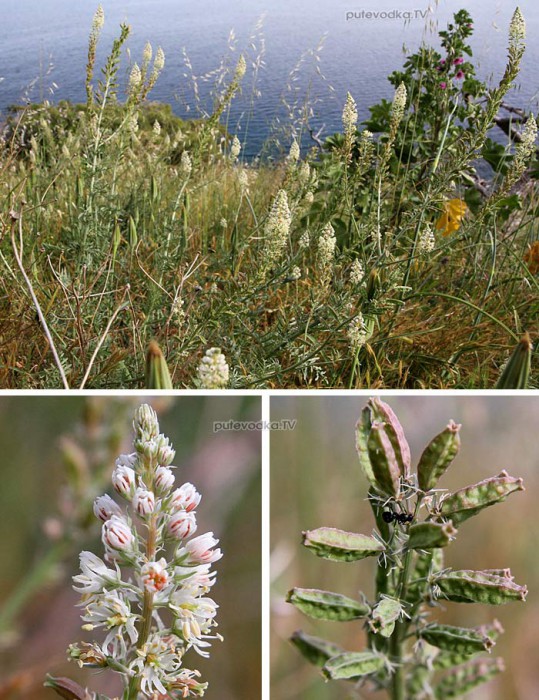   (Reseda alba) —      (Resedaceae).