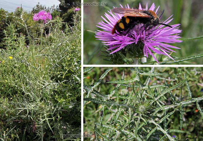   (Galactites tomentosus) —         (Asteraceae),   —  .