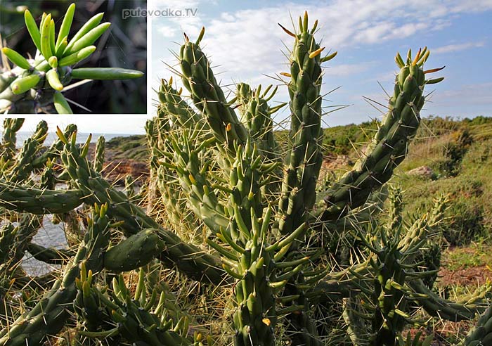  (Cylindropuntia) —     Cactaceae,    .