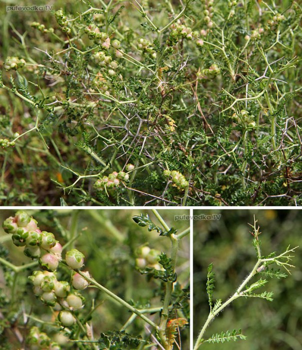   (Sarcopoterium spinosum) —     (Rosaceae).