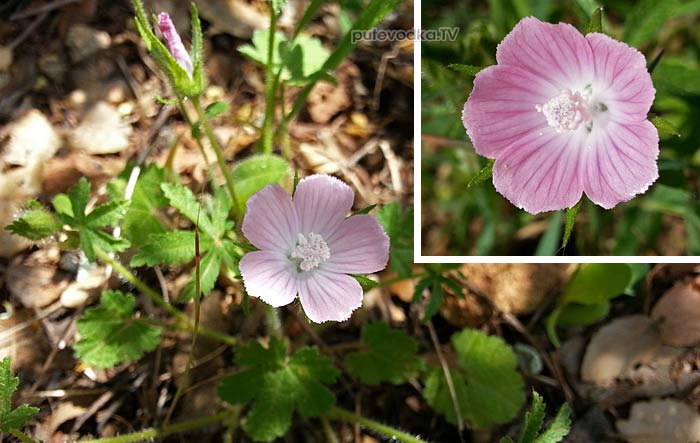      (Althaea hirsuta) —       (Malvaceae)