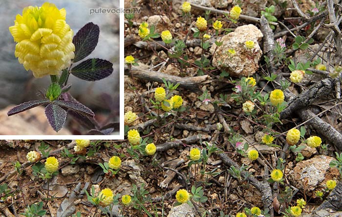      (Chrysaspis campestris) —       (Fabaceae)