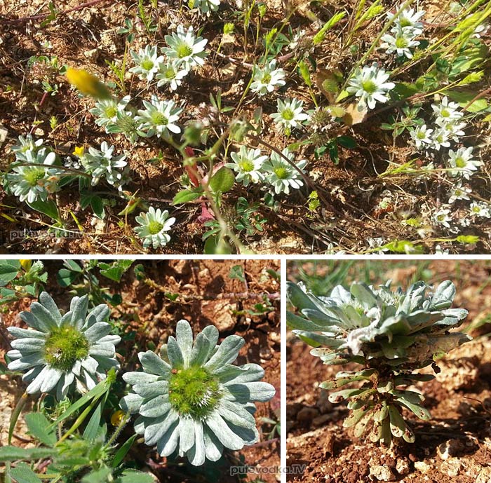   (Filago pygmaea) —        (Asteraceae)