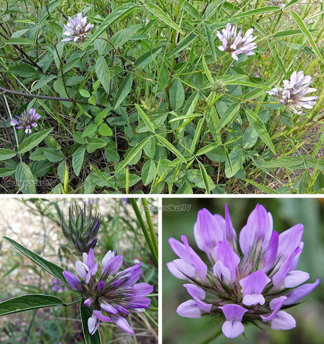      (Psoralea bituminosa) —       (Fabaceae)