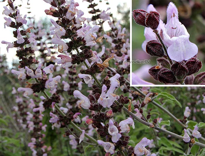   (Salvia fruticosa) —           (Lamiaceae)
