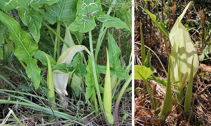   (Arum italicum) —        (Araceae)