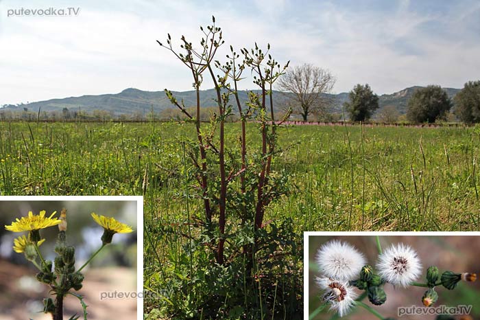   (Sonchus oleraceus) —       (Asteraceae)