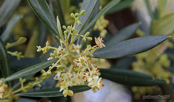      (Olea europaea) —        (Oleaceae)