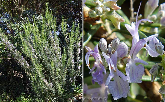 <strong> </strong> (Rosmarinus officinalis) —      (Lamiaceae)