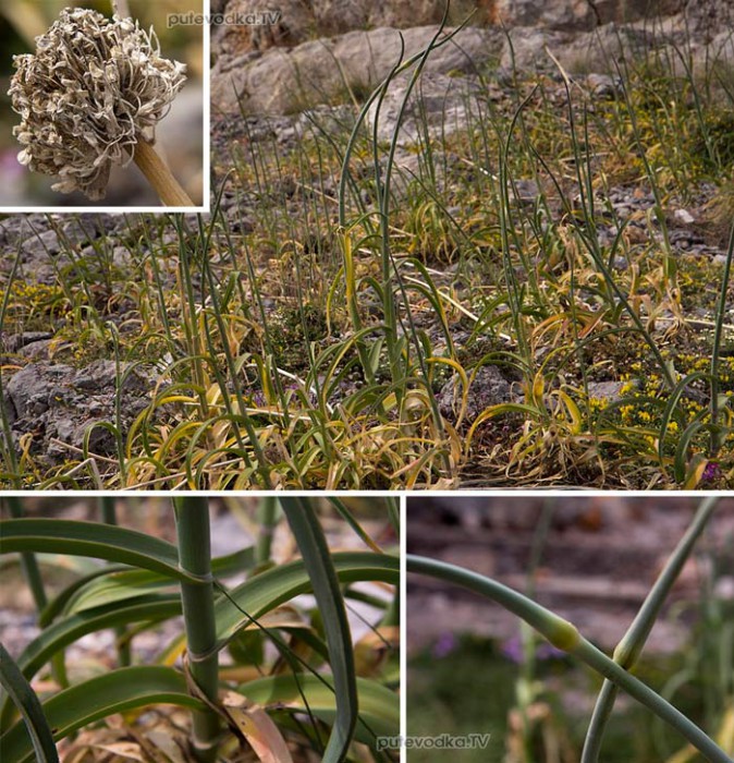   (Allium ampeloprasum) —       (Alliaceae).