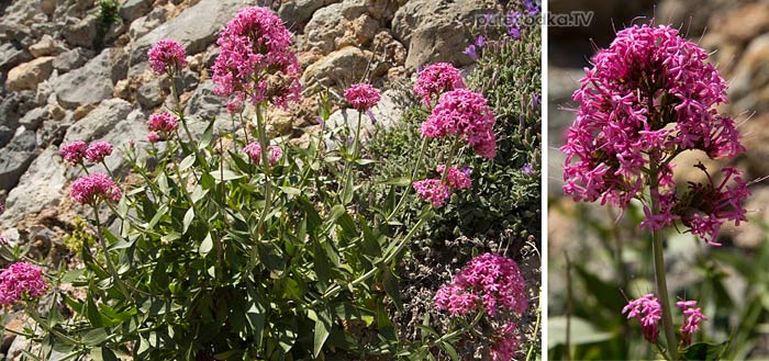      (Centranthus ruber) —      (Valerianaceae).