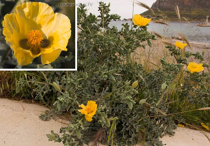   (Glaucium flavum) —       (Papaveraceae).