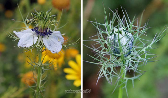   (Nigella damascena) —       (Ranunculaceae).